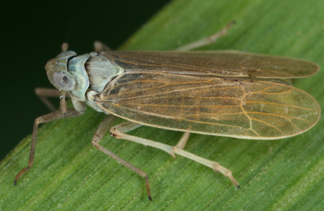 Smaragd-Schilf-Spornzikade (Chloriona smaragdula) - © Gernot Kunz